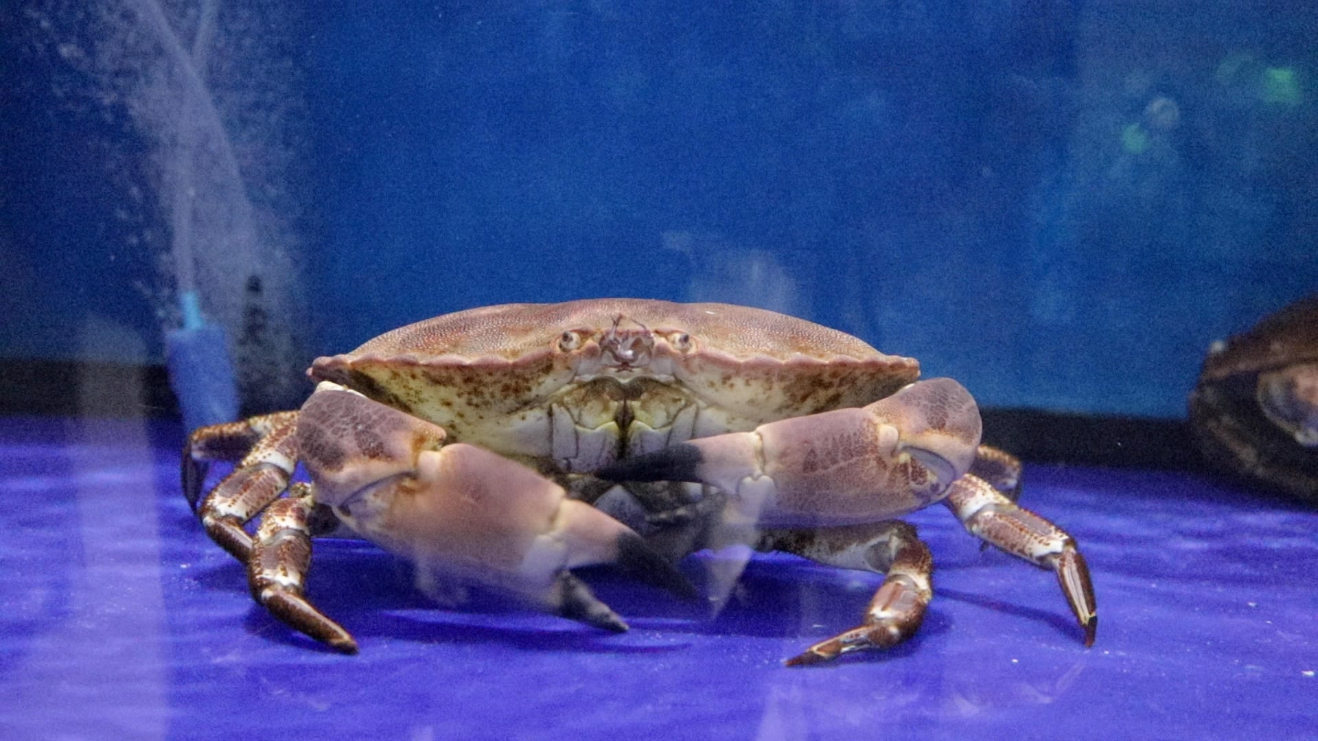 crab-1-min.jpg