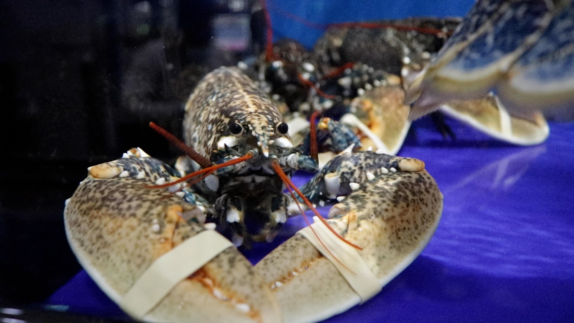lobster-1-min.jpg