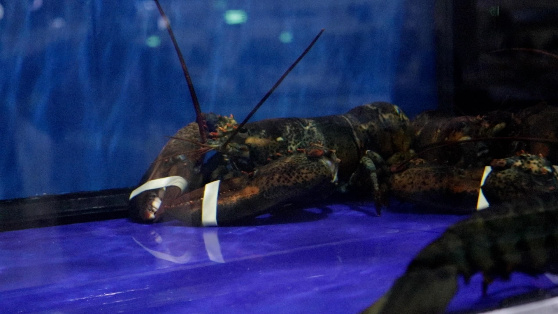 lobster-7-min.jpg